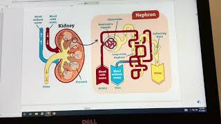 Ch 11 Urinary System