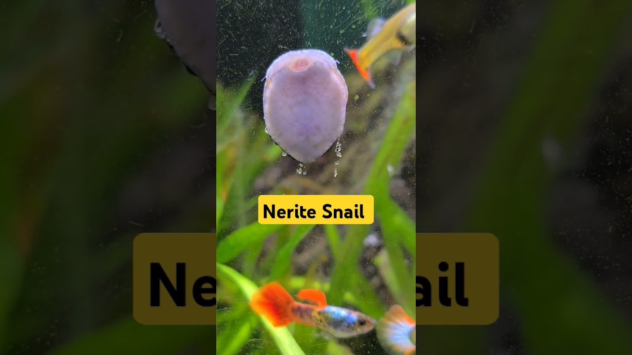 🐌Nerite Snail Snailing Around 