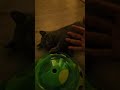 Mr bubloo plays animal lovers