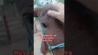 Muy mansito va hacer el burrito #jalisco #caballos #rancho #contenido #mexico