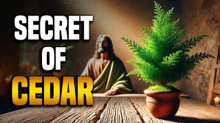 The Truth About Cedar in the Bible