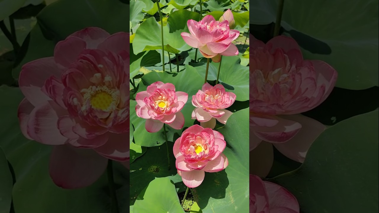 "Peaceful Lotus Garden View – Soothing Nature Scene 🌿💖" 