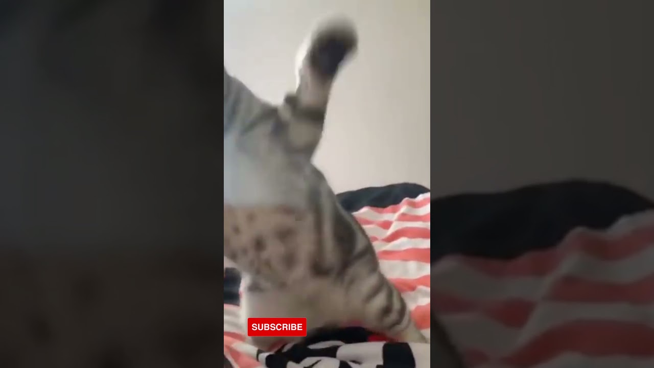 funny cats #short 