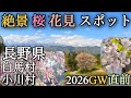 2026長野北信州の絶景&花見スポット、名物グルメを巡る