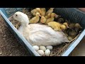 Amazing Pekin Duck Hatching - Baby Ducklings Hatched