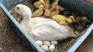 Amazing Pekin Duck Hatching - Baby Ducklings Hatched