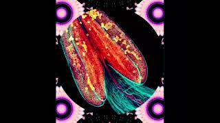 Kaleidoscope ver - The Divine Algorithm- The Secret of our Universe