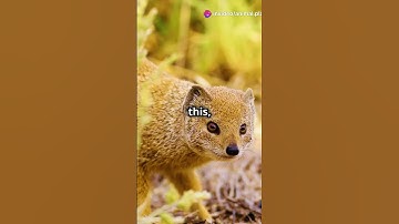 5 Mind Blowing Facts About Dwarf Mongooses!