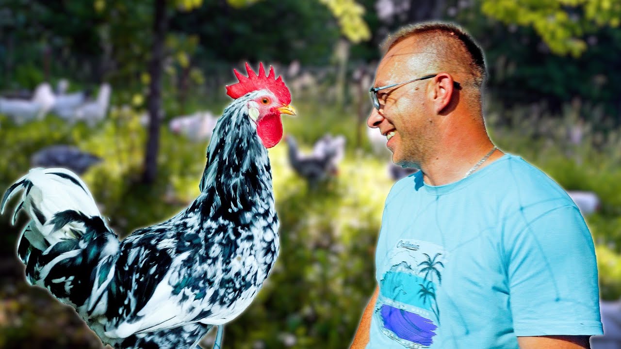 PORED POSLA uzgaja najljepše koke! OVO SE ISPLATI