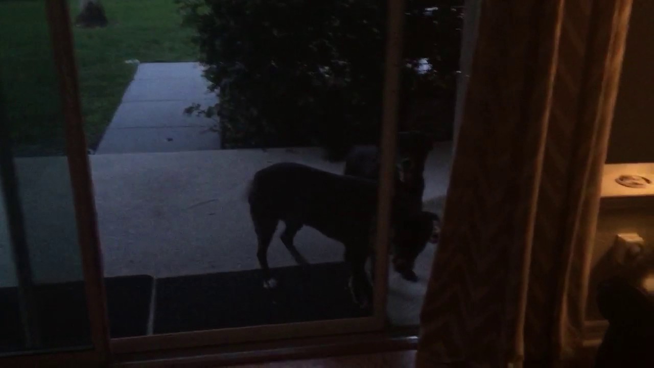 Smart Dog Opens Sliding Screen Door You Smart Dog Opens Sliding Screen Door