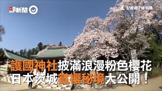 護國神社披滿浪漫粉色櫻花日本茨城賞櫻秘境大公開！