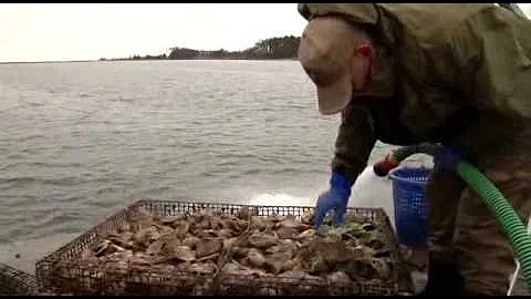Take an oyster-flavored tour of the Eastern Shore
