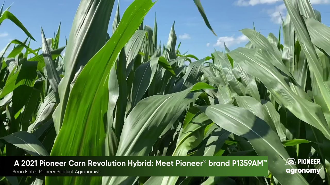 A 2021 Pioneer Corn Revolution Hybrid Meet Pioneer Brand P1359AM a-2021-pioneer-corn-revolution-hybrid-meet-pioneer-brand-p1359am
