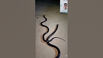 mahadev status mahakal status bholenath status #mahadev #status #snake #shivshiv #treding