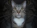 Part 4 #viral #viralvideos #shortvideos #brainrot #cat #story #animals