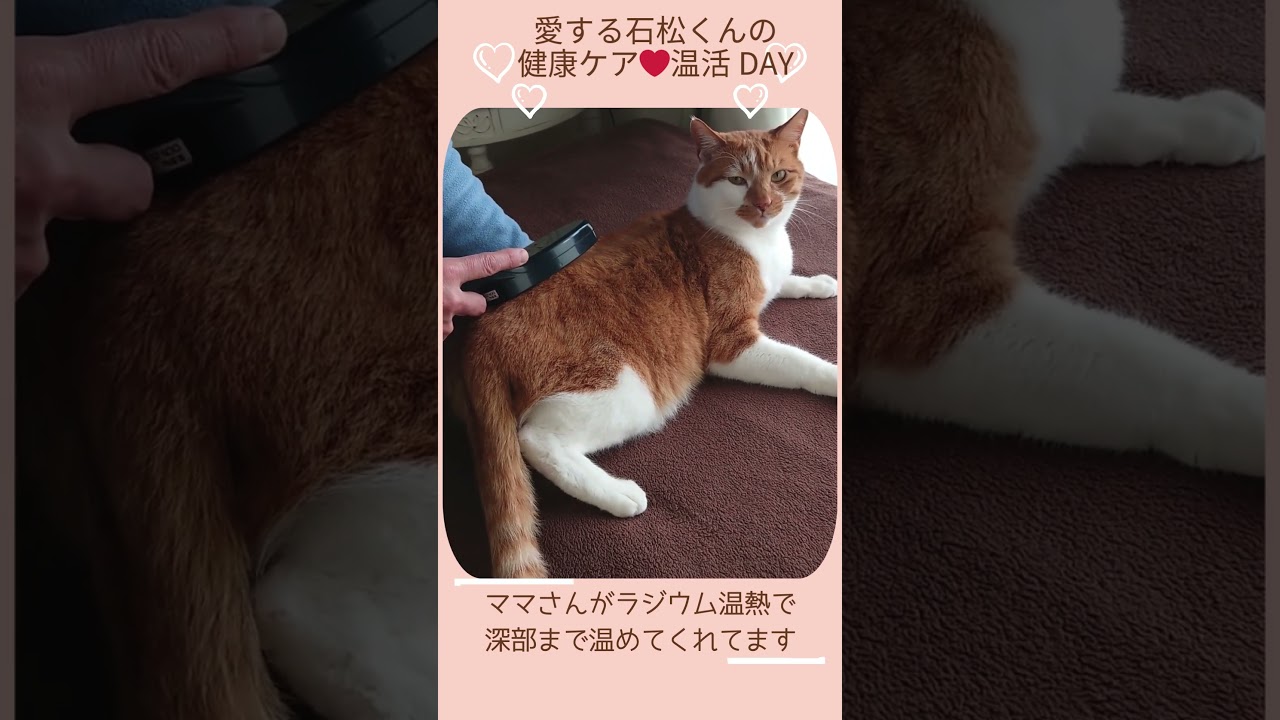 大切なワンちゃん、ネコちゃんに温もりのケアを。琉球温熱療法を用いた