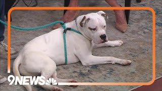 Petline9: Antwon the boxer mix joins us from the Maxfund animal adoption shelter