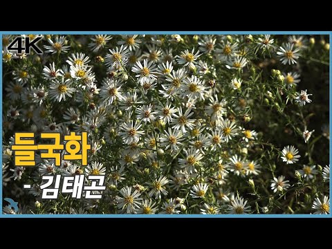 김태곤 - 들국화 (1981) 4K