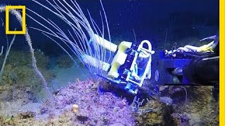 Squishy Robot Fingers: A Breakthrough for Underwater Science | National Geographic screenshot 5