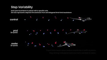 Shared and specific signatures of locomotor ataxia in mutant mice