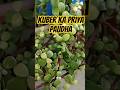 jade plant care and tips🪴🌵 #viral #plantssparkjoy #flowergardening #trending #gardening