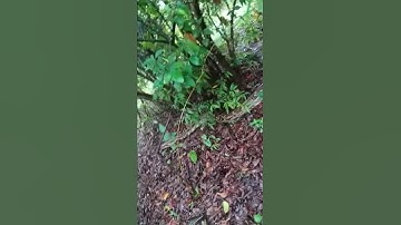 Indian rock python release in jungle