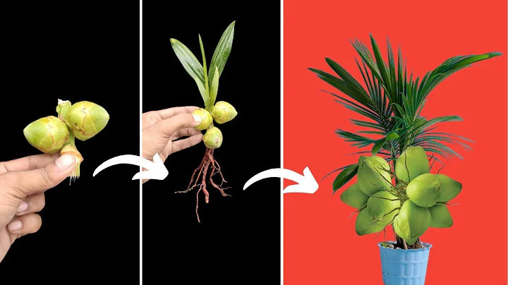 Unique Skill grow coconut tree from coconut fruits || Trees made from coconuts