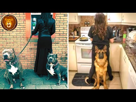 Video: 12 razas de perros que te protegerán con su vida