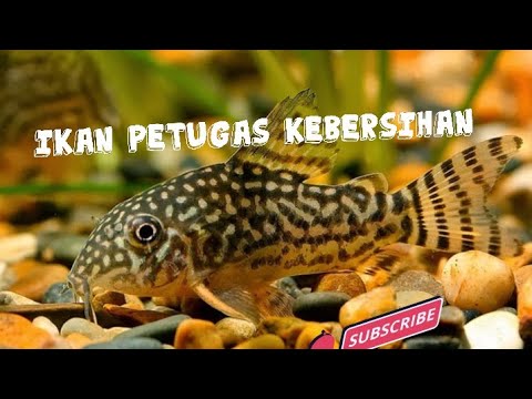 Video: Apa itu ikan petugas kebersihan?