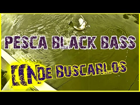 COMO PESCAR BLACK BASS: LOCALIZACIÓN en PRIMAVERA | www.bofishing.es