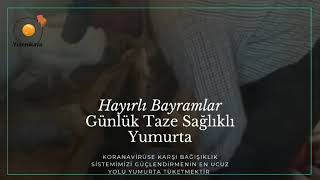 Yumurta Hasadı