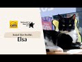 Elsa | National Cat Awards 2023: Social Star finalist