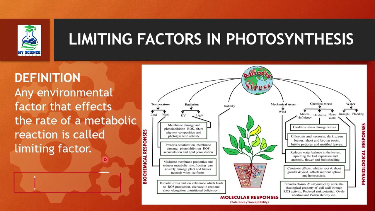 Фотосинтез стенд. Майер фотосинтез. Буклет фотосинтез. Factors affecting Photosynthesis. Плющ фотосинтез