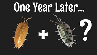 Porcellio laevis ‘Orange’ X ‘Dairy Cow’ Experiment: What Happened?