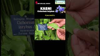 Kasni- Cichorium intybus, Medicinal Herb in Ayurveda &amp; Caffeine-Free Alternative to Coffee in Europe