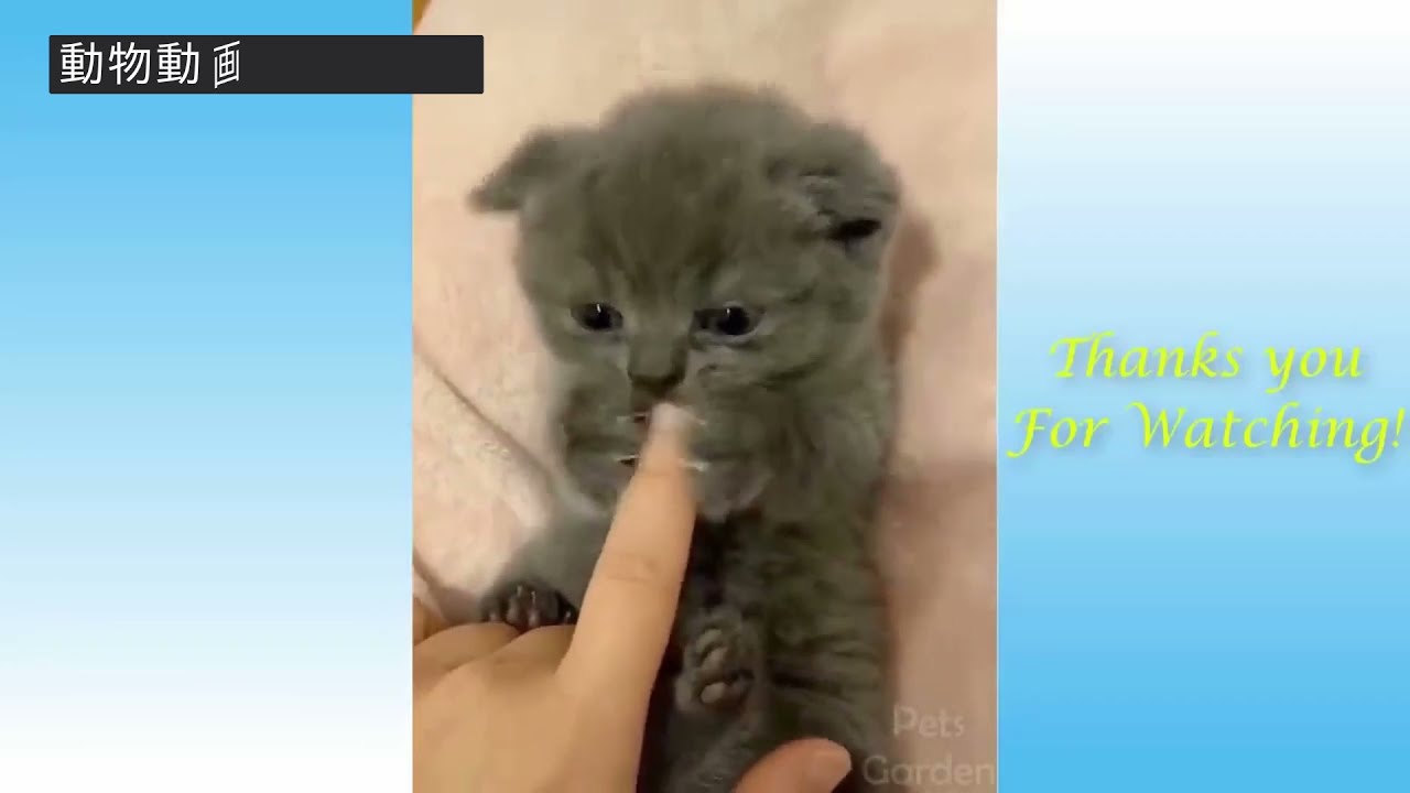 動物かわいい 面白い動画 1 Shorts Animal 動物動画 Youtube