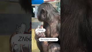 Ape Enjoys Coconut