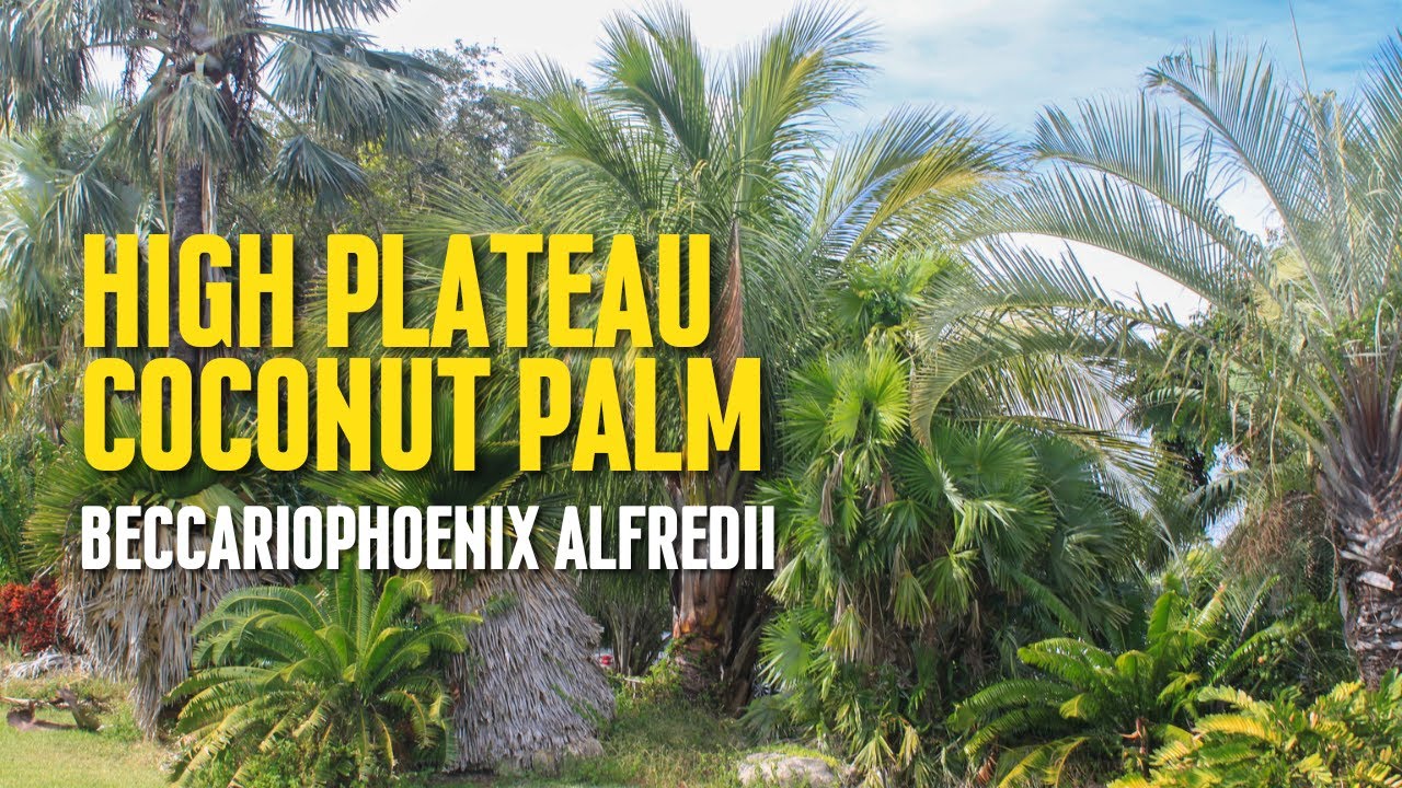 Hight plateau coconut palm (Beccariophoenix alfredii): The Green Oasis of  the Arid Highlands.