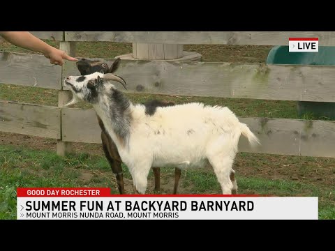 Summer fun at