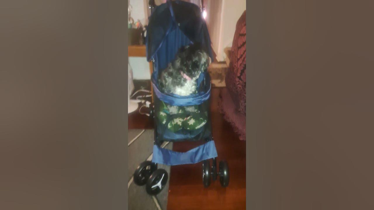 freddie-my-dog-hurt-her-back-leg-so-i-bought-her-a-blue-stroller-from