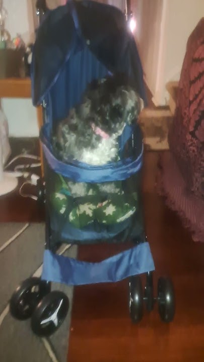 freddie-my-dog-hurt-her-back-leg-so-i-bought-her-a-blue-stroller-from
