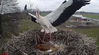 Nilgans gegen einen Schwarm Störche~20230320~Storchen Gänsenest am Menkebach