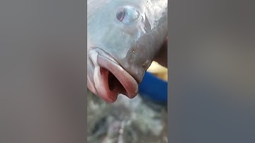 🔴 Tây Nguyên TV trực tiếp đi bắt Cá Rô Phi bè thả hồ câu ở Đắk Lắk #hồcâuđài #fishingtv #ThủySảnWork