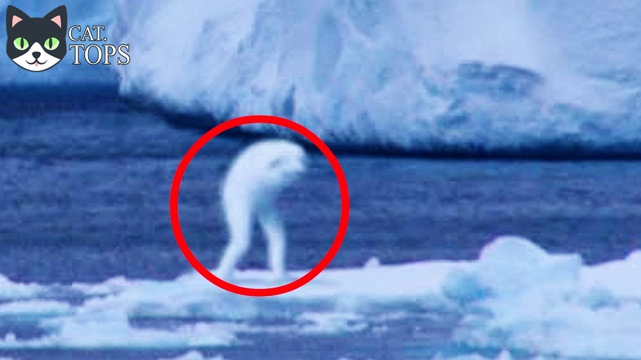 7 ANIMALES QUE NO SABIAS QUE EXISTIAN - ANIMALES NUNCA ANTES VISTOS EN ...