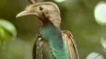 Birds of Paradise Flock in One Tree | David Attenborough | BBC Studios