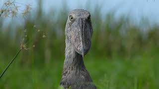 Shoebill (Balaeniceps rex), Lake Albert, Semliki Wildlife Reserve, Uganda