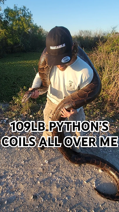 109LB MONSTER PYTHON! #fyp #foryou #explorepage #explore #snake #python #burmesepython #florida#fypシ