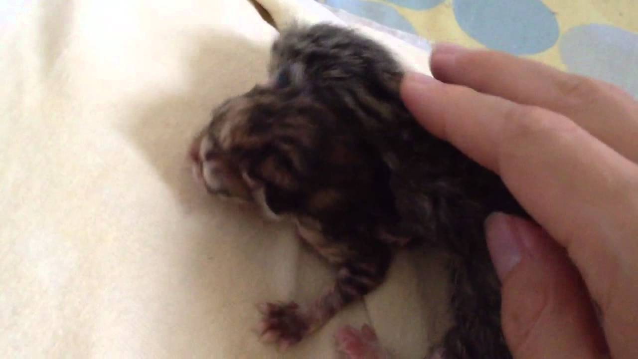 猫 かわいい イラスト 産まれた直後の猫の赤ちゃん Newborn kittens