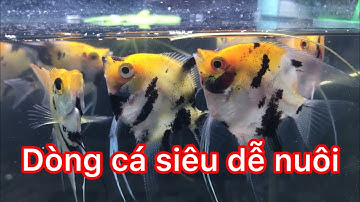 Dòng cá cảnh siêu dễ nuôi thích ít công chăm sóc thích hợp cho anh em mới chơi