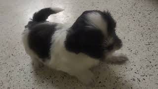 Shih Tzu Puppies by CutePuppiesVideos 22 views 1 year ago 38 seconds